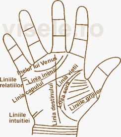 Principalele linii din palma